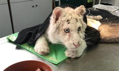 Rare White Tiger Cub Found Among Garbage Bins Near Athens Flipboard