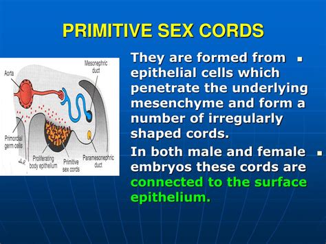 Ppt Genital System Powerpoint Presentation Free Download Id 6525714