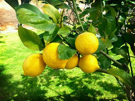 How To Keep Lemons Fresher Longer Recipe Station