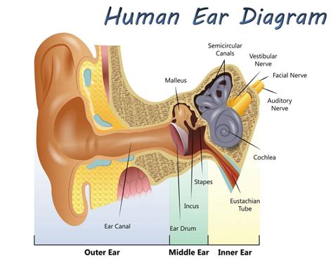 Why Do Certain Sounds Make Your Skin Crawl