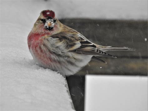 How Birds Keep Warm In The Winter Birdwatching
