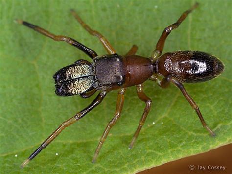 Ant Mimic Jumping Spider Myrmarachne Formicaria Bugguidenet