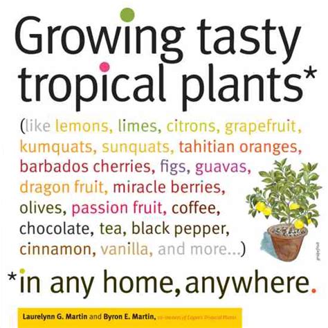 Growing Tasty Tropical Cinnamon Gardening Tips Mother