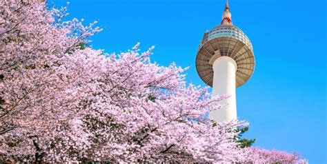 Travel starved malaysians enjoy sakura season at home with tecoma trees in full bloom life malay mail : Rugi Kalau Tak Singgah Ke 9 Lokasi Musim Bunga Terbaik Di Korea Ini! | Rileklah.com