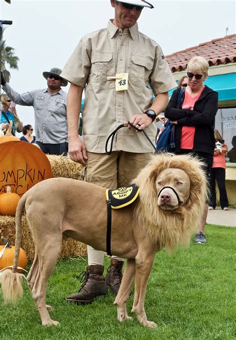 Howl O Ween Dog Costume Contest Ventura Harbor Villageventura