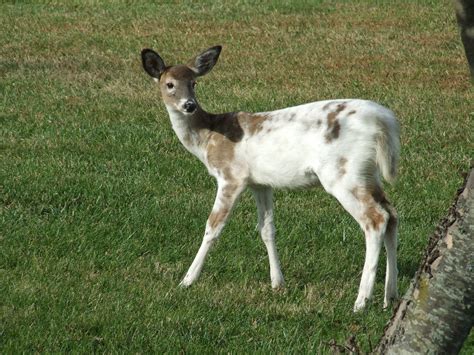 What To Know About The Rare But Striking Piebald Deer