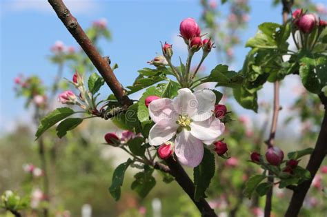 Apple Trees Bloom With White And Gently Pink Flowers On A Sunny Spring