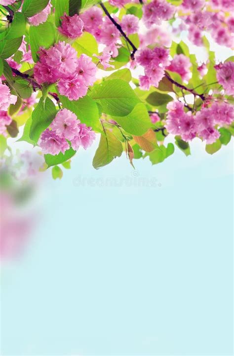 Cherry Blossoms Over Nature Background Spring Flowers Spring