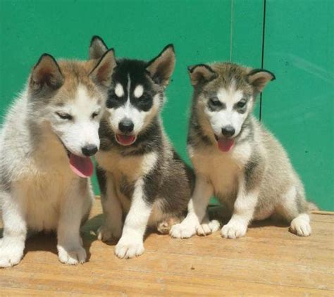 Complete our matchmaker process, tell us everything. SIBERIAN HUSKY PUPPIES!!! for Sale in San Diego ...