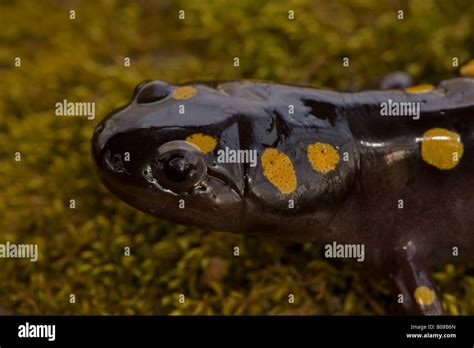 Spotted Salamander Ambystoma Maculatum New York USA In Early Spring