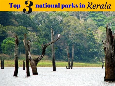 Top 3 National Parks In Kerala Hello Travel Buzz