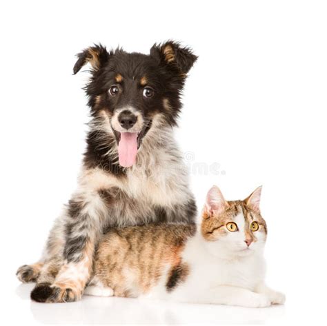 Dog And Cat On A White Background Stock Image Image Of Attentive