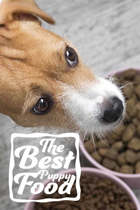 It is also great for large breed puppies with sensitivities. Best Puppy Food - A Guide To Choosing A Good Dog Food For ...