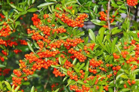 Attractive Shrubs And Trees With Orange Fruits And Berries