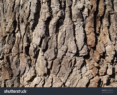 Close Hornbeam Tree Bark Stock Photo 77496610 Shutterstock