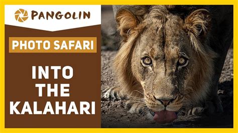 Into The Kalahari A Botswana Safari Documentary Youtube
