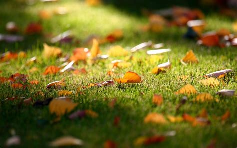 Artificial Grass During The Fall Season