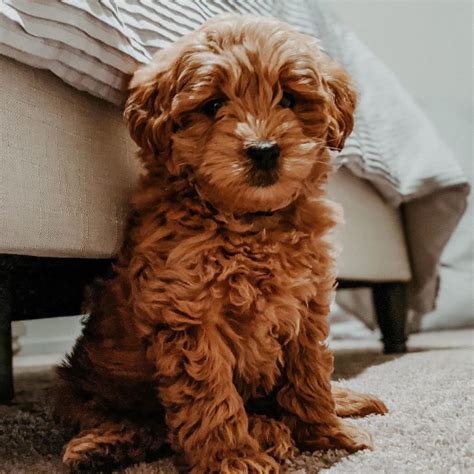 How Much Does A Goldendoodle Cost 2024 We Love Doodles