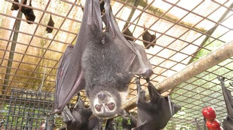 Fnq Flying Foxes Released Back Into The Wild On Atherton Tablelands