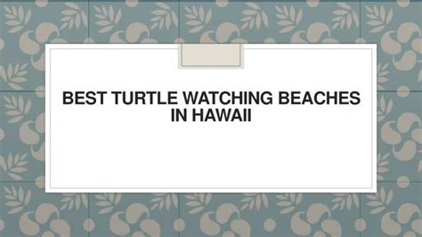 PPT Best Turtle Watching Beaches In Hawaii PowerPoint Presentation