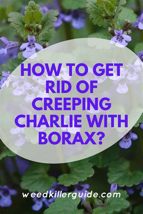 Gardeners have used borax to kill creeping charlie in lawns for decades. Pin on Weeds & How To Get Rid Of Them