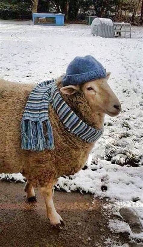 Sheep Wearing Hat And Scarf Funny Sheep Animals Friends Cute Animals