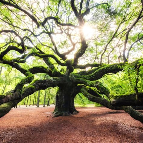 Oak Trees — What To Know Our Guide With Tips That Work