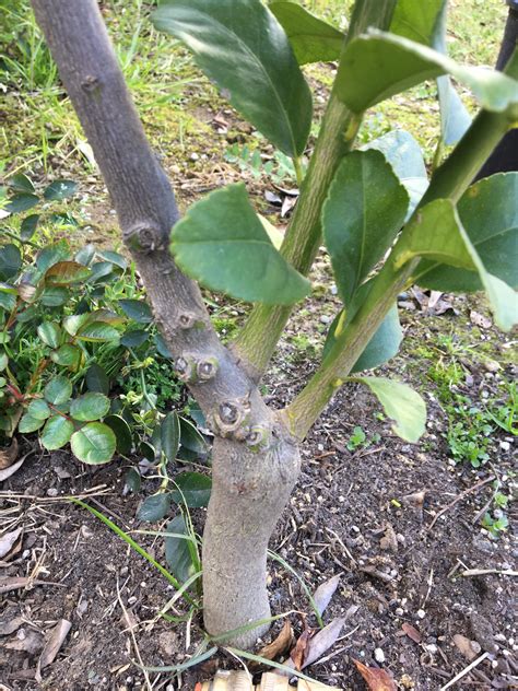 Are Those Two Limbs On My Lemon Tree Suckers Should I Remove Them R