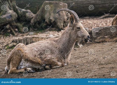 Female Siberian Ibex Capra Sibirica Stock Photo Image Of Goats