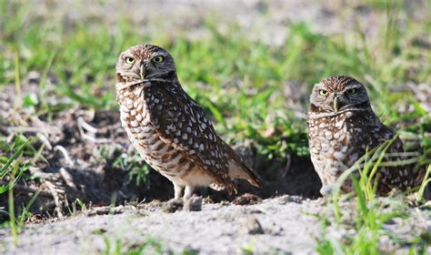 Burrowing Owls Athene Cunicularia Cape Coral Florida Flickr