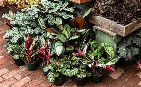 Variegated Indoor Plants The Science Behind The Latest Houseplant