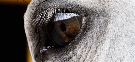 At VIFF, Logan Red Crow shows ups and downs of bareback horse relay