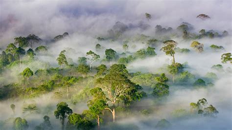 Borneo Rainforest Bing Wallpaper Download