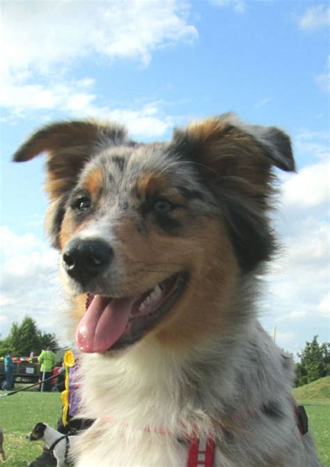 Aussie Puppy 5 Months Dash Australian Shepherd Australian Shepherd