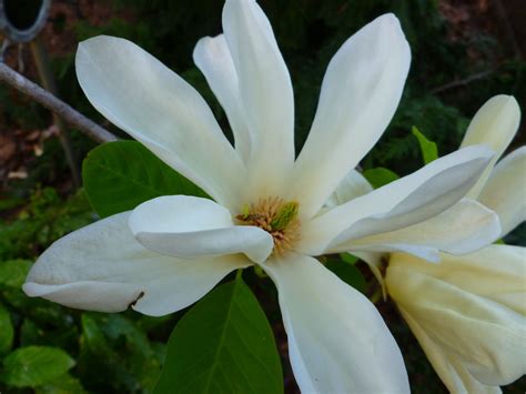 Soft Butter Yellow Blossom Of Elizabeth Magnolia Photo By Cindy Wint