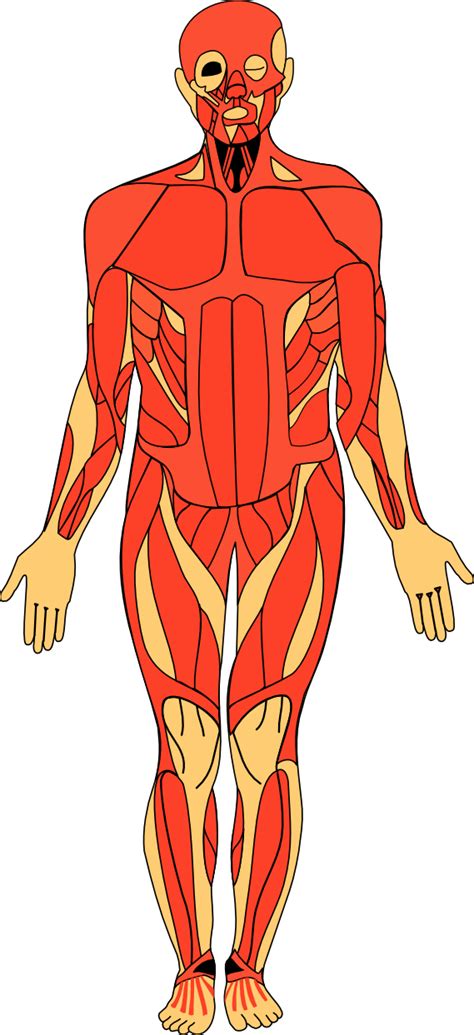 Human Anatomy Clipart Free Download On Clipartmag Images