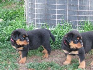 Rottweiler puppies puppies for sale in tennessee, tn; Rottweiler Puppies in Texas
