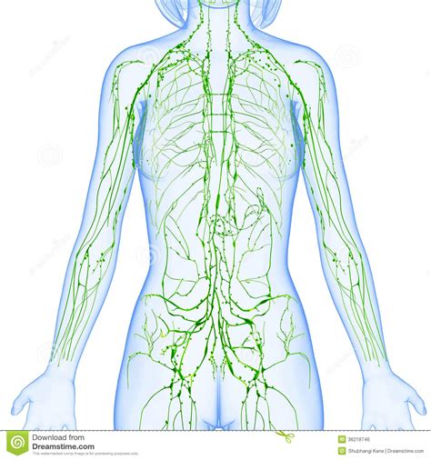 We did not find results for: Female Lymphatic System Of Half Body Royalty Free Stock Image - Image: 36218746