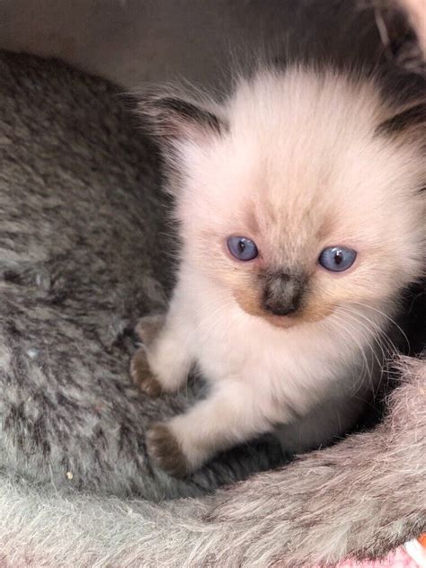 Ragdoll Kittens In Liverpool Merseyside Gumtree