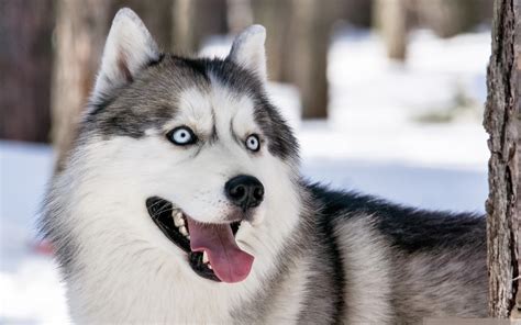 Husky Dog In Winter Forest Wallpapers And Images Wallpapers Pictures