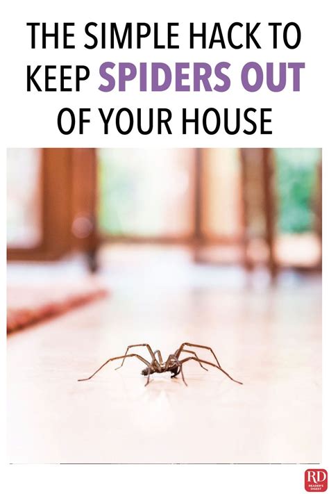 this simple hack will keep spiders out of your house house spider spider house bugs