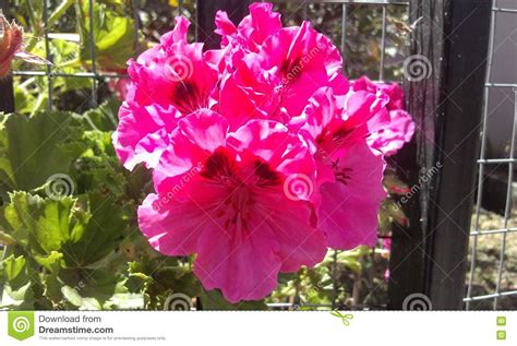 Pink Flower Of Ecuador Stock Photo Image Of Flora Azalea 75070102
