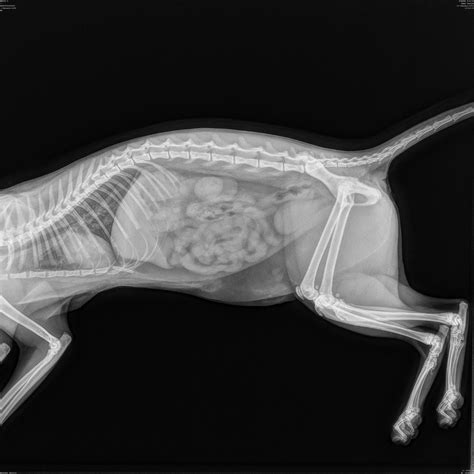 Cat X Ray Radiologie Veterinaire
