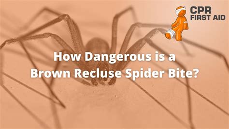 How Dangerous Is A Brown Recluse Spider Bite Cpr First Aid