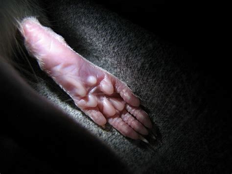 My Pet Rat Was Sleeping I Seen This Wild Looking Foot Thought I