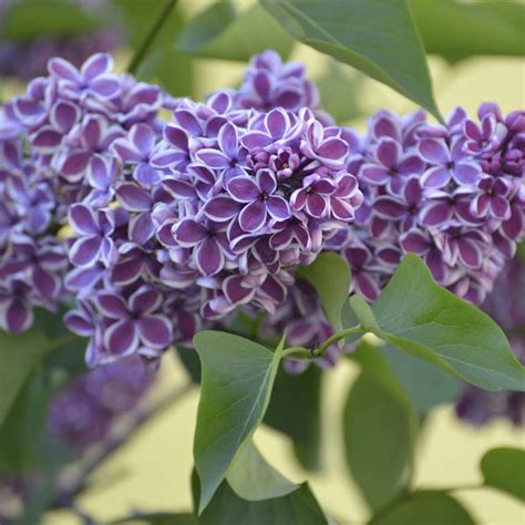 French Lilac Common Lilac Sensation Syringa Vulgaris My Garden Life