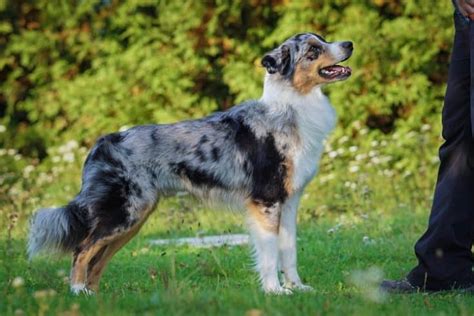 Everything You Need To Know About The Short Haired Australian Shepherd