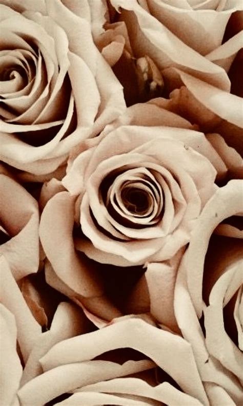 Beige Rose Aesthetic References Mdqahtani