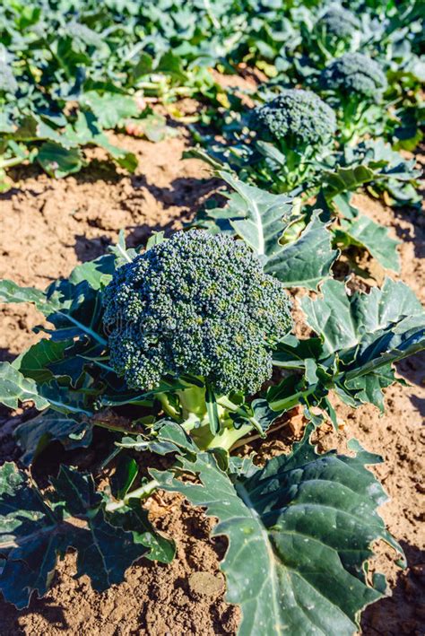 Harvest Ripe Organically Grown Broccoli In A Sunny Field Stock Image