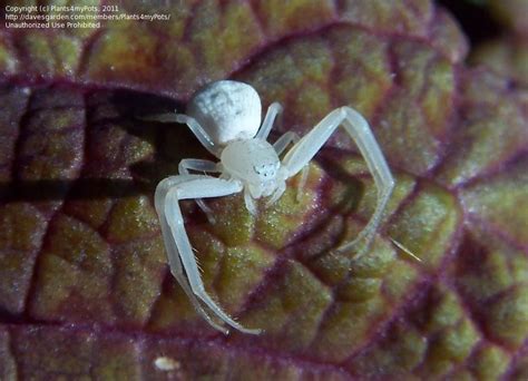 Insect And Spider Identification Little White Spider 1 By